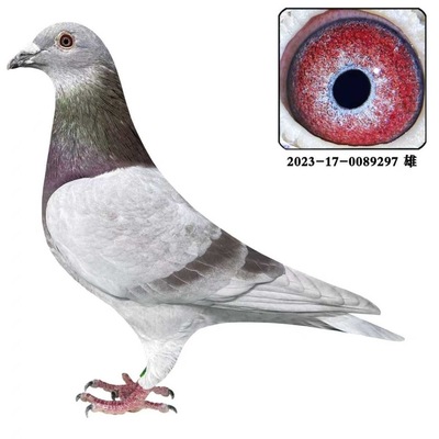 信鸽种鸽鸽子赛鸽活体红狐狸红楞雄鸽公鸽包邮