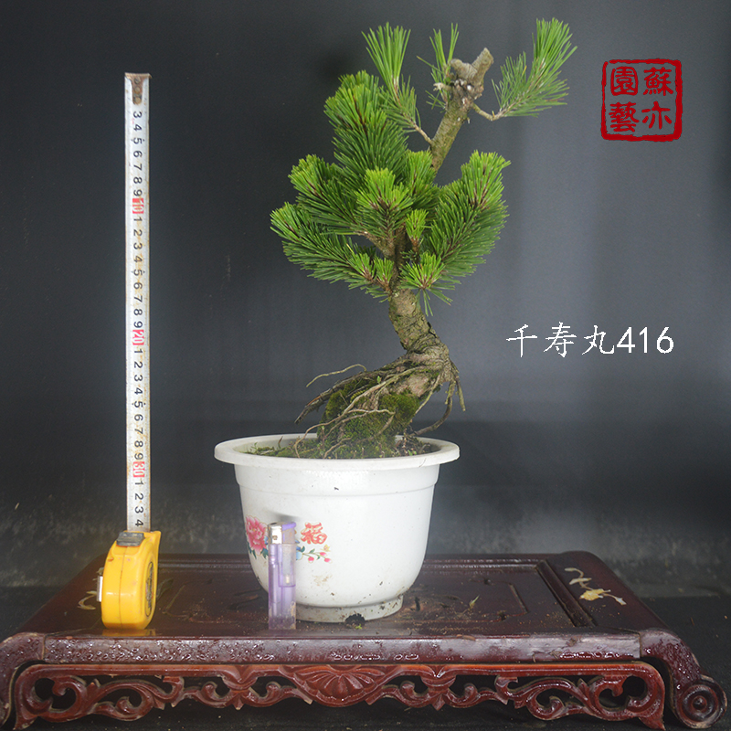 苏亦家日本提根黑松千寿丸老桩