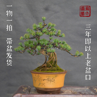 精品五针松盆景 提根树桩精品矮霸植物实物实拍带盆 苏亦家