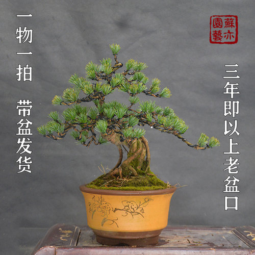 苏亦家精品五针松盆景提根植物