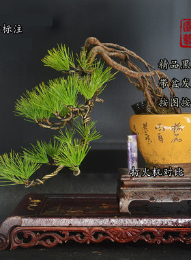 亦家小老桩根艺窗台发货黑松盆景