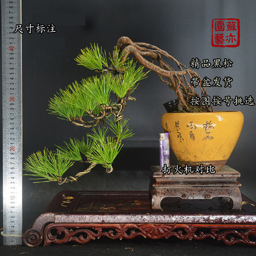 亦家小老桩根艺窗台发货黑松盆景