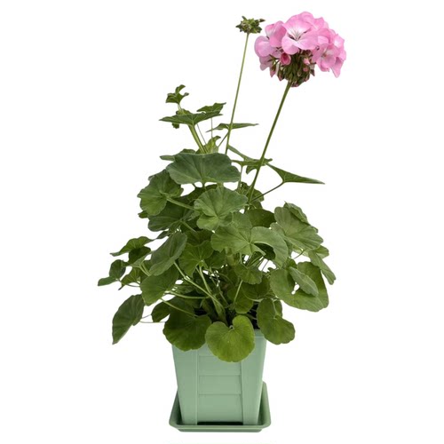 【花卉盆栽】天竺葵盆栽 原盆原土栽种生命力强 温度适合全年开花