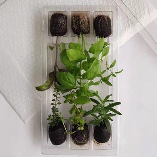 【香草罗勒苗】甜罗勒打抛九层塔薄荷苗家庭阳台可食用植物苗合集