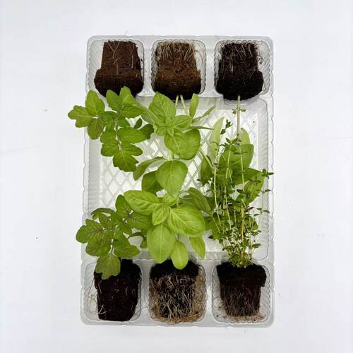 甜罗勒九层塔迷迭香等香草苗