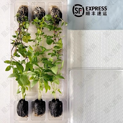 【喜阳花卉小苗】天竺葵矮株大丽花矮牵牛长春花阳台花卉小苗合集