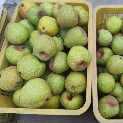 正宗山东莱阳慈梨果熬梨膏梨粥梨水入药用口感脆甜多汁