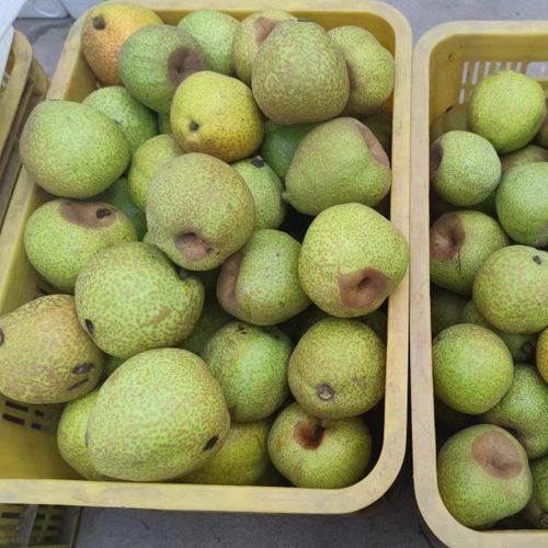 正宗山东莱阳慈梨果熬梨膏梨粥梨水入药用口感脆甜多汁