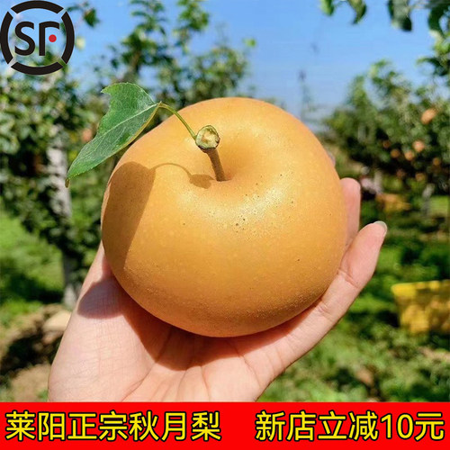 秋月梨正宗山东莱阳新鲜水果礼盒普通5斤装脆甜多汁官方旗舰店