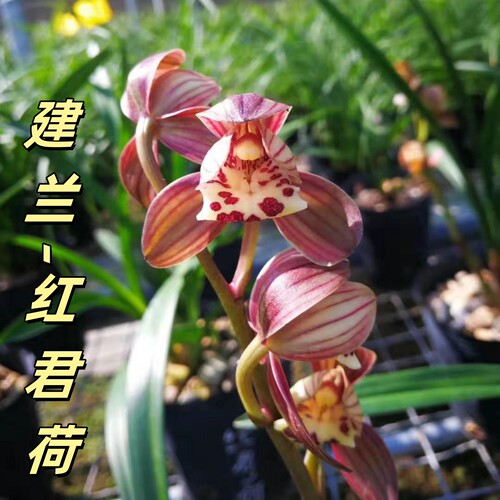 建兰【红君荷】香思兰缘壹品国兰四季兰荷瓣浓香高档盆栽室内绿植