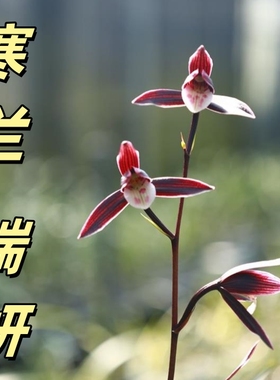 寒兰【端妍】香思兰缘壹品国兰细叶铭品经典转色紫红花高贵兰花