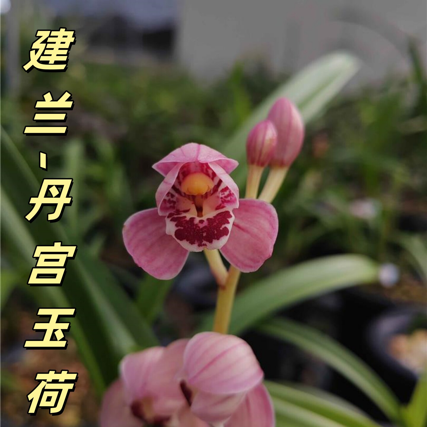 建兰【丹宫玉荷】香思兰缘壹品国兰荷瓣红花带花苞一杆多花浓香图片