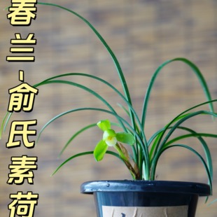 春兰【俞氏素荷】香思兰缘壹品国兰大花兰花花守好蚌壳捧阳台