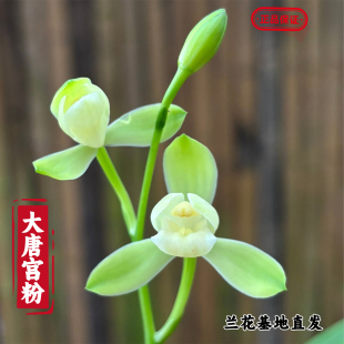 名贵建兰大唐宫粉洁白如玉花瓣带花苞浓香型室内绿植兰花盆栽花卉