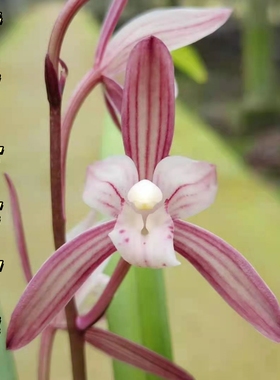 建兰【花开富贵】香思兰缘壹品国兰红色老品种浓香带花苞盆栽