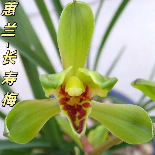 蕙兰【长寿梅】香思兰缘壹品国兰赤蕙梅瓣传统名品半硬蚕蛾捧无白