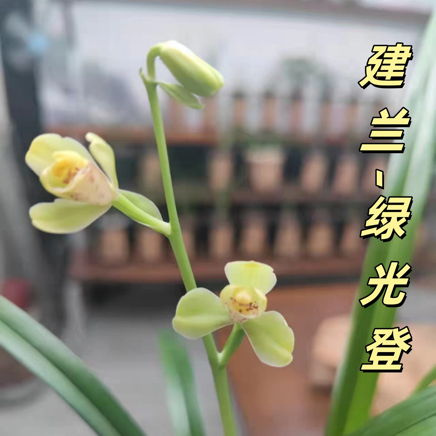 建兰【绿光登】香思兰缘壹品国兰蜀梅八大铭品正格绿花梅瓣中宫端