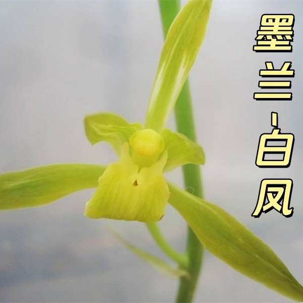 墨兰【白凤】香思兰缘壹品国兰报岁兰花艺双全素花中高级线艺中斑