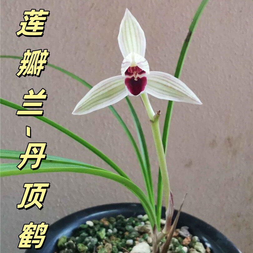 莲瓣兰【丹顶鹤】香思兰缘壹品国兰原生老种红舌云龙红素花品稳定