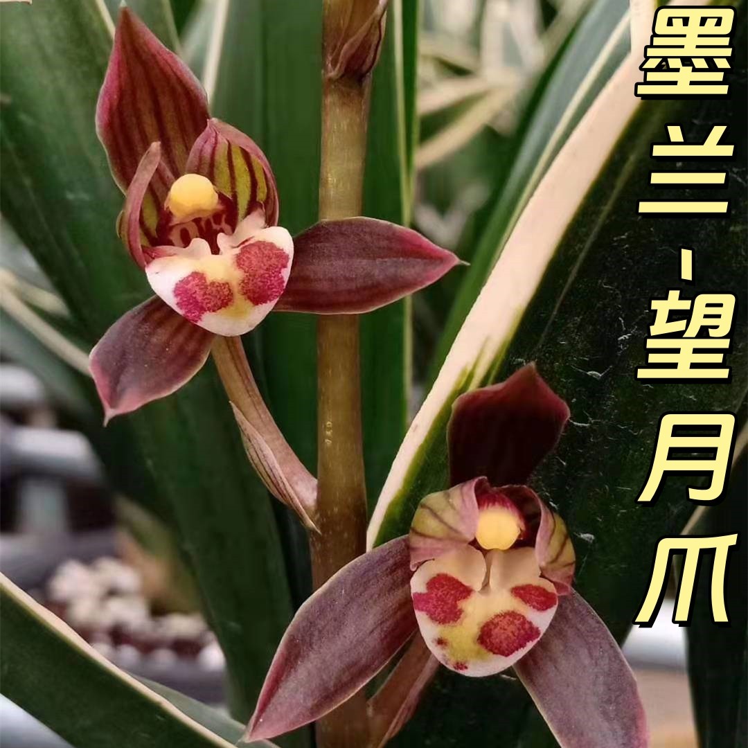墨兰【望月爪】香思兰缘壹品国兰报岁兰金边线艺高档兰草自然栽培