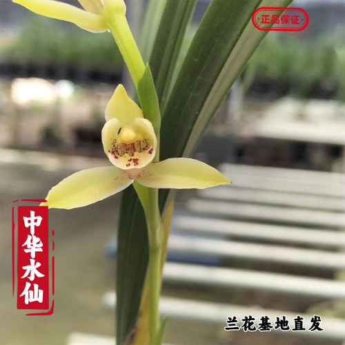 夏带花苞兰花苗建兰中华水仙四季兰浓香型室内高端花卉盆栽植物