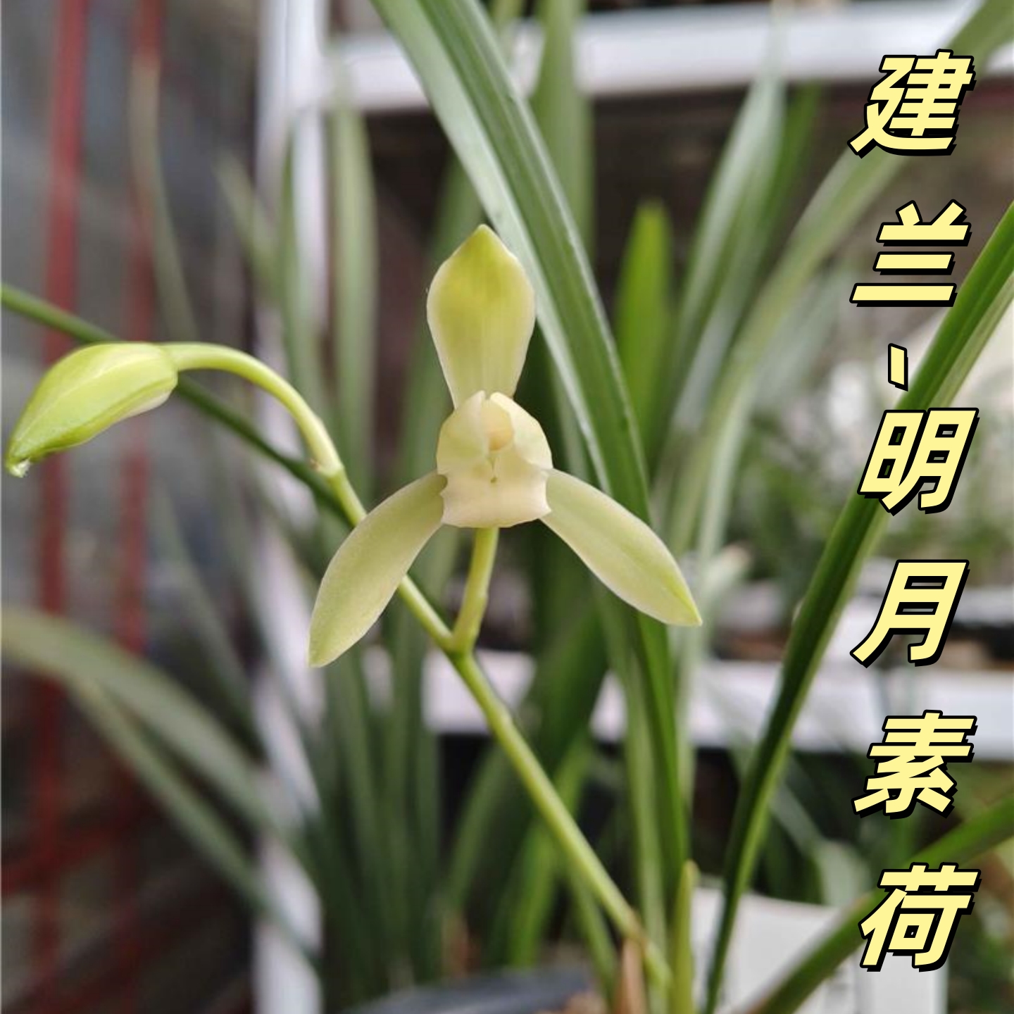 香思兰缘壹品国兰建兰【明月素荷】传统素花品种花瓣嫩绿花舌洁白