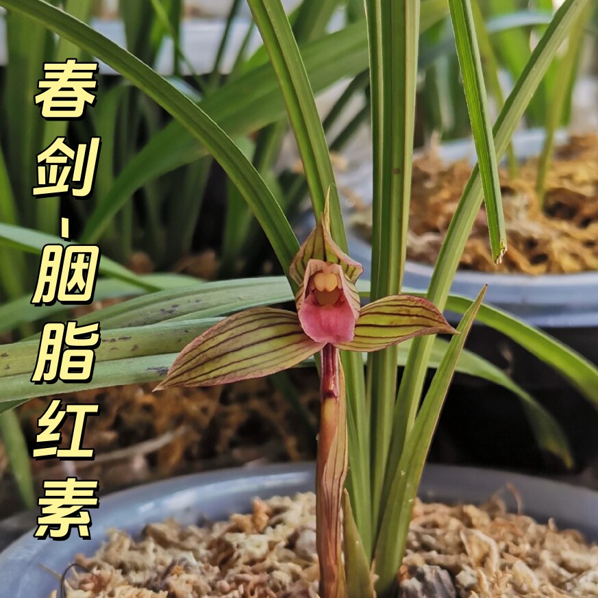 春剑【胭脂红素】香思兰缘壹品国兰名品书房花卉绿植兰花客厅阳台