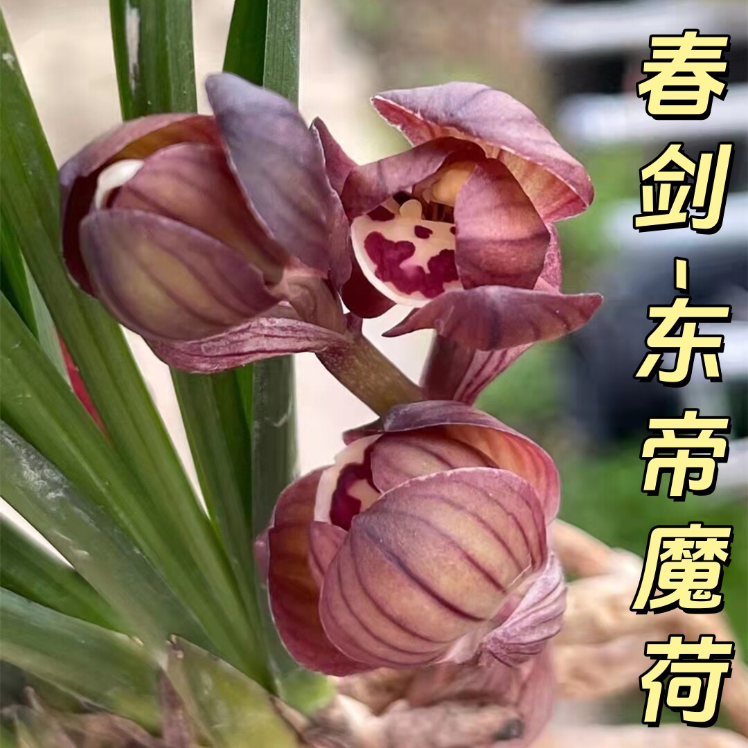 春剑【东帝魔荷】香思兰缘壹品国兰荷瓣红花窗台茶几楼顶花卉