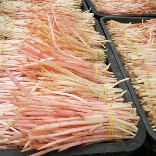 嫩芽折耳根鱼腥草新鲜2斤包邮