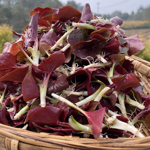 嫩叶2斤现挖现发折耳根鱼腥草