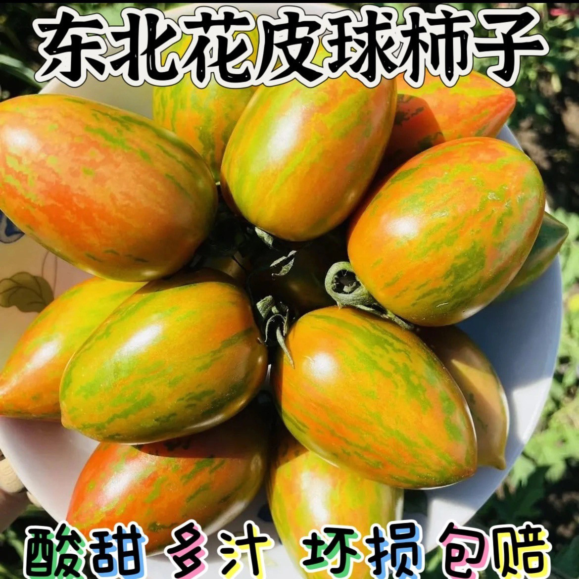 2005年新开园东北皮球柿子新鲜水果黄虎皮番茄花红皮球小西红柿