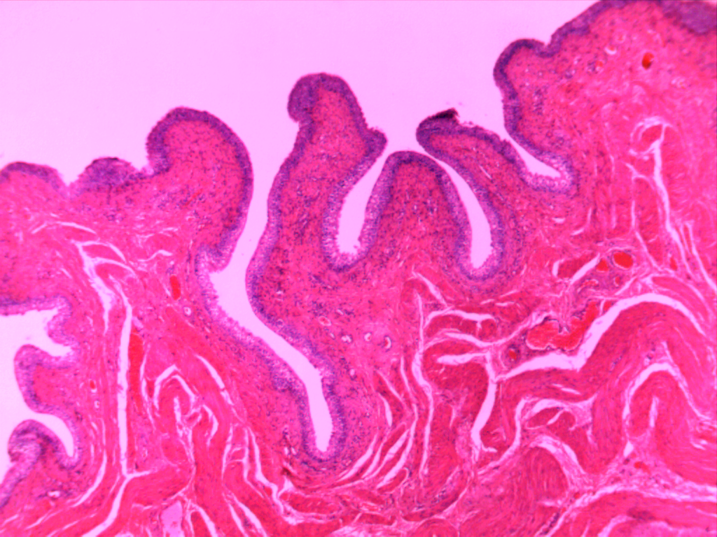 生物切片高教人体病理切片200片盒装HE染色显微镜玻片医学院专用