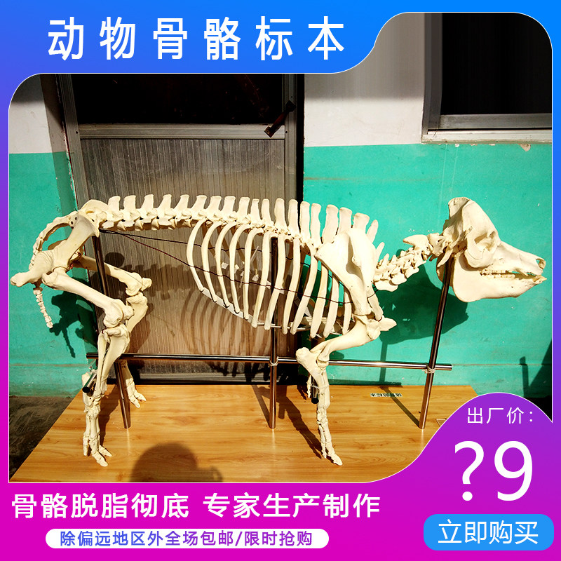 猪骨骼骨架动物骨骼标本模型教学用品骨头标本各类家畜家禽工艺品