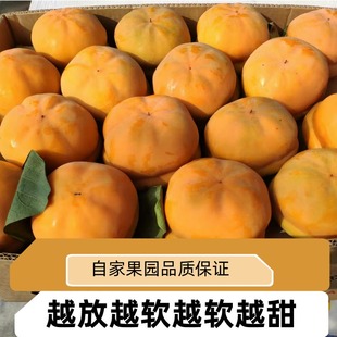 河北磨盘柿大柿子磨盘柿易县软柿子狼牙山磨盘柿保定冰柿产区鲜柿