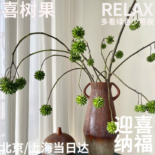 半夏森林喜树果鲜切枝小众植物