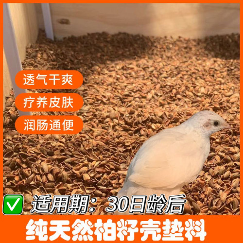 30日龄以后成年芦丁鸡使用柏子壳垫料除臭干燥清爽不积食易消化