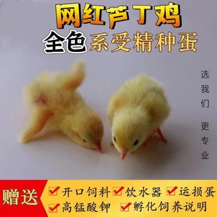 芦丁鸡蛋受精蛋网红迷你鸡宠物鸡蛋德系纯白礼服蛋可孵化蛋受精卵