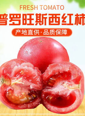 批发海阳普罗旺斯西红柿新鲜现货沙瓤西红柿放心蔬菜番茄绿色食品