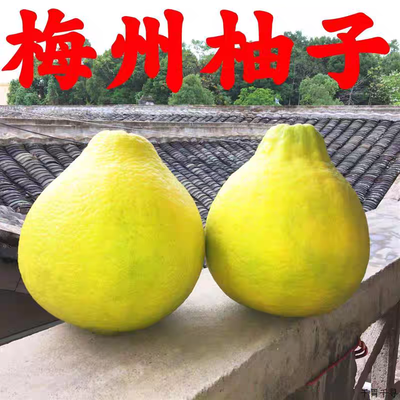 【小柚子50斤特惠】正宗广东梅州沙田柚50年老树太阳日灼果纯甜柚,水产肉类/新鲜蔬果/熟食,柚子,淘宝优惠券,粉丝福利购,淘宝优惠卷