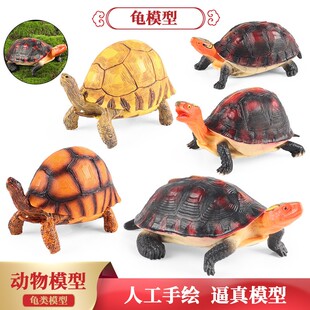 仿真动物模型儿童玩具陆龟乌龟安缘黄缘龟安哥洛卡龟闭壳龟实心鳖