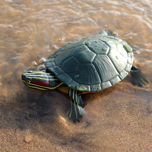 儿童玩具仿真海洋动物模型乌龟巴西龟海底生物海龟模型科教认知摆