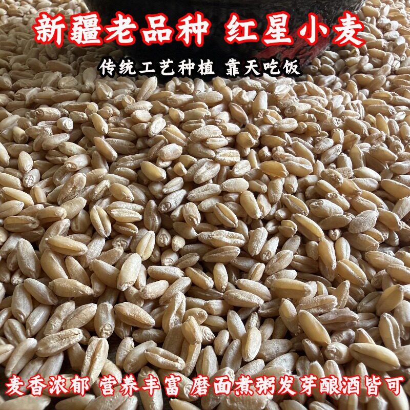 新疆老品种小麦粒无农残小麦仁图片