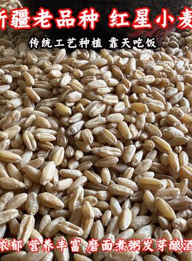 新疆老品种小麦粒无农残小麦仁