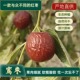 新疆若羌鸾枣牛羊粪种植原生态无添加软糯酸甜入口即化新疆直发