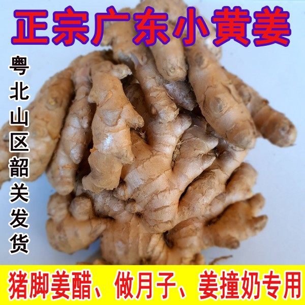广东小黄姜韶关粤北客家竹丝姜生姜新鲜现挖高山老姜月子老姜撞奶
