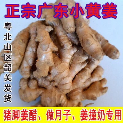 韶关小黄姜小黄姜月子姜辛辣姜