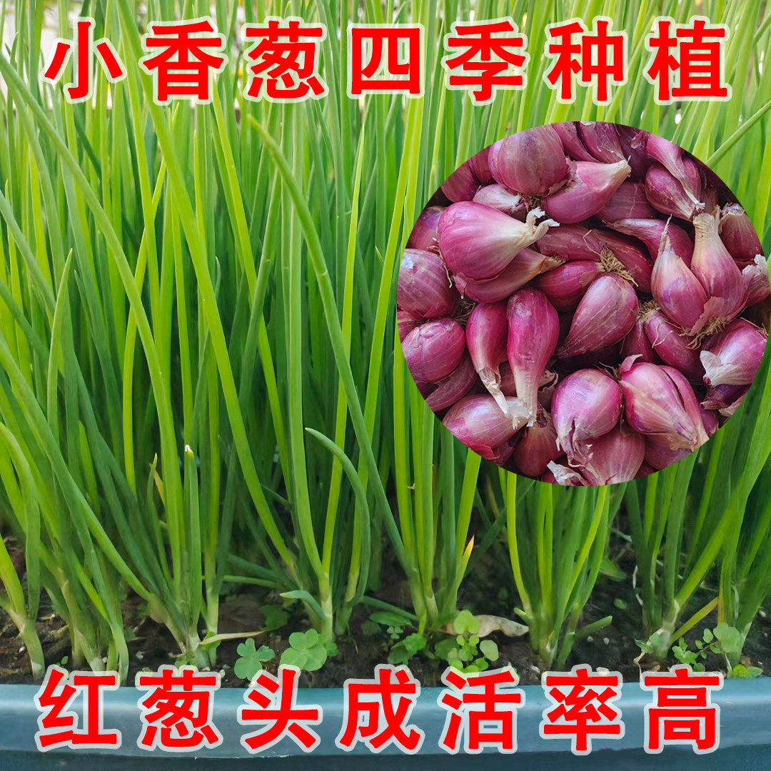 四季火葱红小香葱种子种头蒜葱小葱种籽红葱头阳台蔬菜盆栽葱种孑