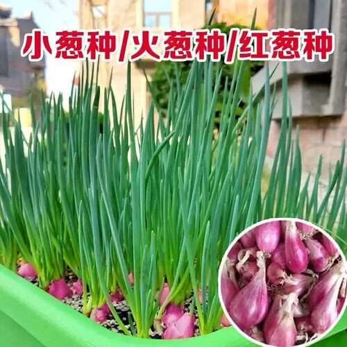 火葱头四季小香葱红葱头盆栽头苗小葱籽黄葱头阳台蔬菜盆栽葱