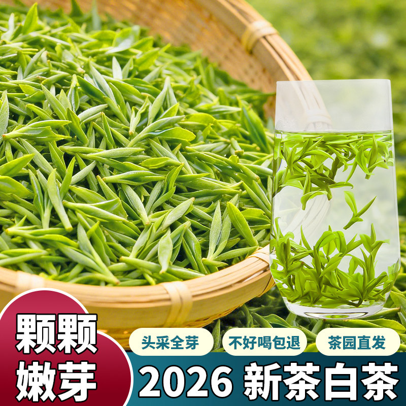 【头采嫩芽安吉云顶白茶】2026新茶春茶明前正宗高山绿茶叶兰花香