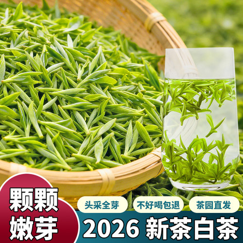 明前头采高山安吉云顶白茶兰花香